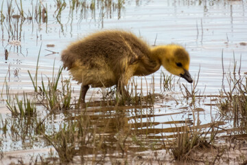 Cute baby gosling, pictures taken at Montezuma National Wildlife Refuge. 