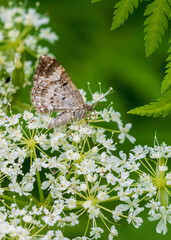 butterfly on a flower