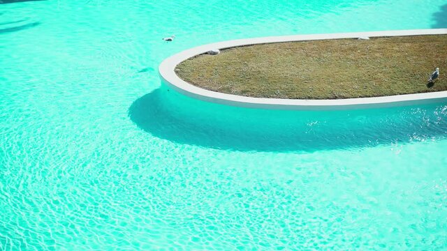 Two seagulls hanging out in the pool. Birds swim in the water. Light ripples and sun glare on turquoise water. Hot sunny day by the pool. Summer chill. Holidays. Green lawn and beutiful trees.