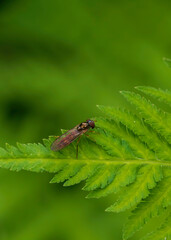 fly on leaf
