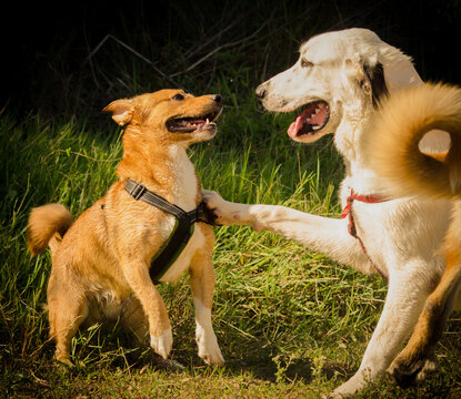 potos canins