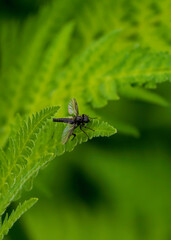 Fototapeta premium fly on leaf