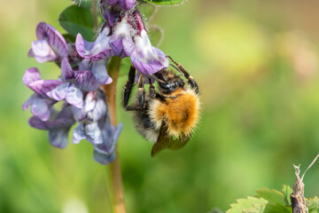 Macro shot of a common carder bee (bombus pascuorum) pollinating a bush vetch (vicia sepium) flower