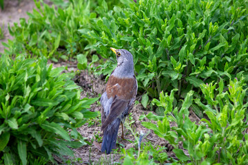 Kwiczoł (Turdus pilaris) pośród zielonej roślinności