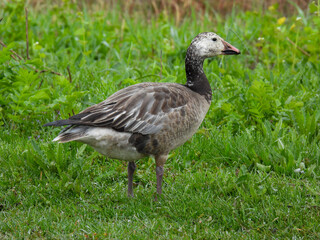 Snow Goose pictured at Montezuma National Wildlife Refuge