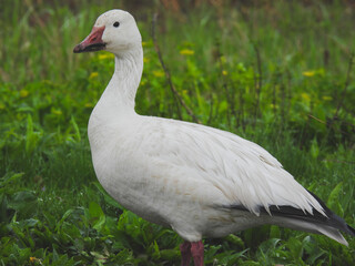 Snow Goose pictured at Montezuma National Wildlife Refuge