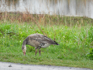 Snow Goose pictured at Montezuma National Wildlife Refuge