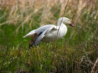 Snow Goose pictured at Montezuma National Wildlife Refuge