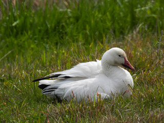 Snow Goose pictured at Montezuma National Wildlife Refuge