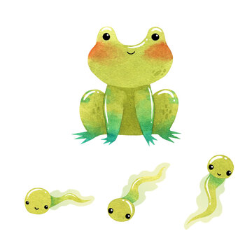 Watercolor funny Toad happy with cute tadpoles. High quality photo isolated on white background