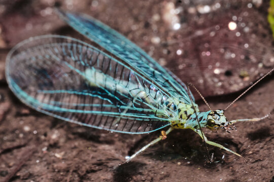 Macro of blue lacewing (Chrysopa perla) on the ground
