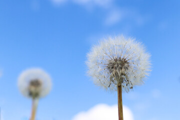 Dandelion against blue sky. Symbol of lightness and freedom. Spring or summer time. Selective focus, close-up