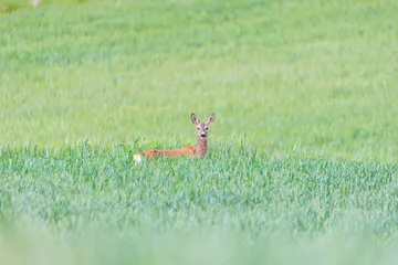 Deurstickers A roe deer looks at the camera from a green wheat crop. Taken in Burgos, Spain, in May 2021. © Euqirneto