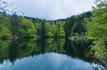 arbres au printemps se reflétant dans un lac des Vosges près de Lepuix et du Ballon d'Alsace - obrazy, fototapety, plakaty