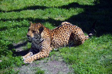 Jaguar is a cat, a feline in the Panthera genus only extant Panthera species native to the Americas. Jaguar is the third-largest feline after the tiger and lion, and the largest in the Americas. © Daniel Meunier