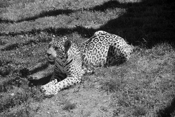 Jaguar is a cat, a feline in the Panthera genus only extant Panthera species native to the Americas. Jaguar is the third-largest feline after the tiger and lion, and the largest in the Americas. © Daniel Meunier