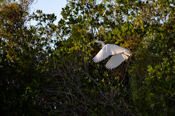Bird flying 