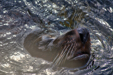 seal in river