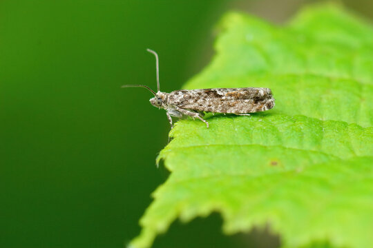 Closeup shot of a small tortrix moth, epinotia immundana, on a green leaf