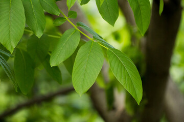 Fototapeta na wymiar walnut leaves on a background of green nature