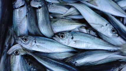 Obraz premium close up fish on the market