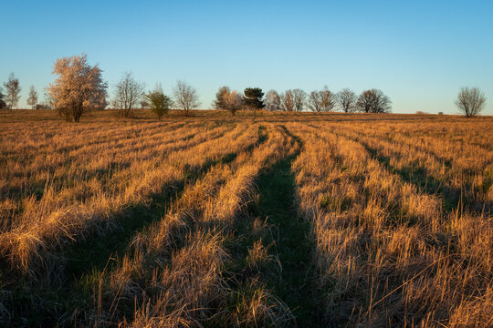 landscape in the field