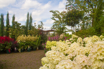 Cross section of colourful flower garden