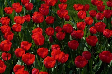 Flowers, Tulip Fields, Amsterdam, The Netherlands Europe