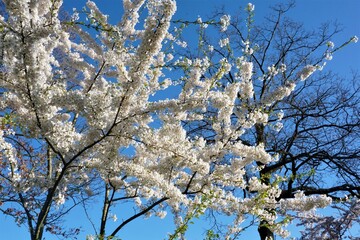 Cherry Blossom, The Netherlands, Europe