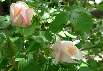 English rose in white