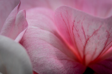 Fototapeta na wymiar closeup view of pink Geranium petals