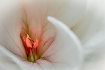 macro closeup of a white flower blossom