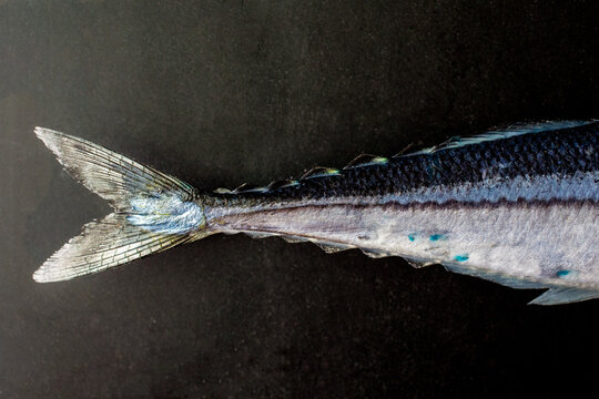 Fish tails 