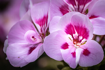 closeup view of a violet Geranium blossom