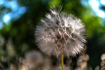 a big dandelion seed is waiting for the wind to meet the ground