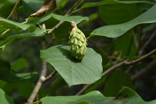 Magnolia sieboldii subsp (Siebold's magnolia) blossoms. Magnoliaceae deciduous shrub.