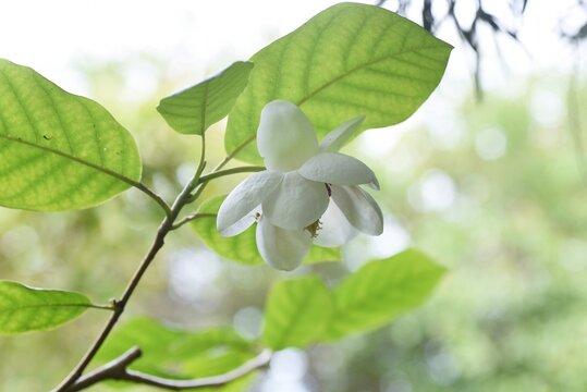 Magnolia sieboldii subsp (Siebold's magnolia) blossoms. Magnoliaceae deciduous shrub.