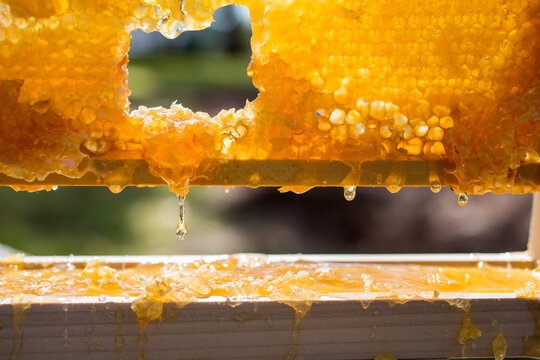 Drip on honey comb