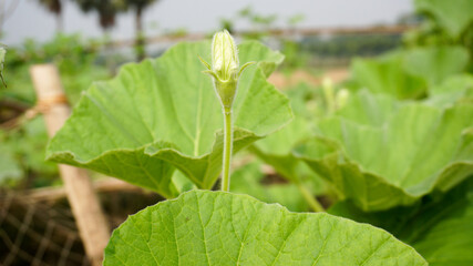 Pumpkin (scientific name: Lagenaria siceraria) is one of the winter vegetables. The color of the young laurel is light green with white shells inside. It is eaten as a vegetable.