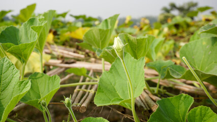 Pumpkin (scientific name: Lagenaria siceraria) is one of the winter vegetables. The color of the young laurel is light green with white shells inside. It is eaten as a vegetable.