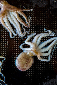 Octopus on cookie sheet 