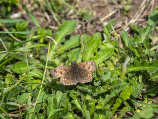 Dingy Skipper Butterfly Resting on the Ground