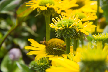 Honey bees getting nectar from Sun flower 