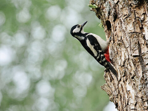 Buntspecht an einem Baumstamm vor der Bruth&ouml;hle, Dendrocopos major,