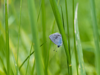 Male Small Blue Butterfly Resting in Long Grass