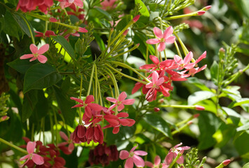 Combretum indicum (lat. - Combretum indicum) or Quisqualis indicum
