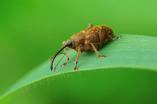 Closeup shot of a small long-nosed weevil on a blade of grass