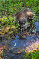 Raccoons (Procyon lotor) Step Into Stream of Water Summer