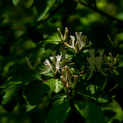 Obraz premium Sunlight & shadow highlight budding honeysuckle blooms.