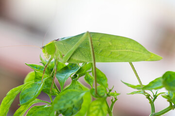 Saltamontes
